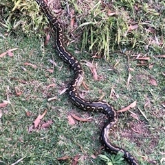 Morelia spilota mcdowelli at Woodford Island, NSW - 21 Aug 2024 by JohnnyB