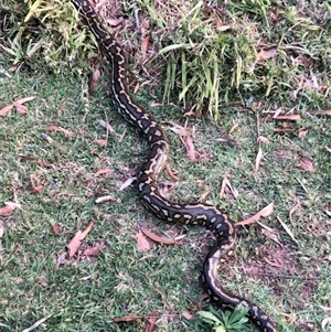 Unidentified Reptile or Frog at Woodford Island, NSW - 21 Aug 2024 by JohnnyB