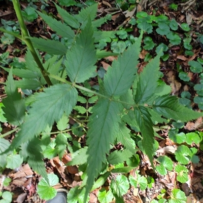 Unidentified Other Shrub at O'Reilly, QLD - 23 Feb 2025 by LyndalT