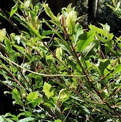 Unidentified Other Shrub at O'Reilly, QLD - 23 Feb 2025 by LyndalT