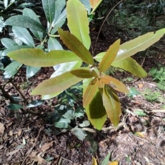 Unidentified Other Shrub at O'Reilly, QLD - 23 Feb 2025 by LyndalT