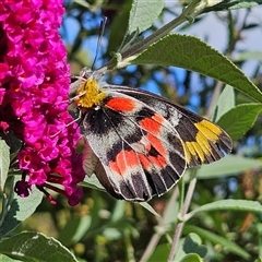 Delias harpalyce (Imperial Jezebel) at Braidwood, NSW - 26 Feb 2025 by MatthewFrawley