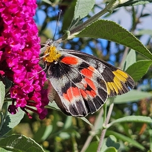 Delias harpalyce at Braidwood, NSW - 12 hrs ago