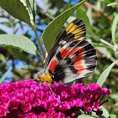 Delias harpalyce at Braidwood, NSW - 12 hrs ago