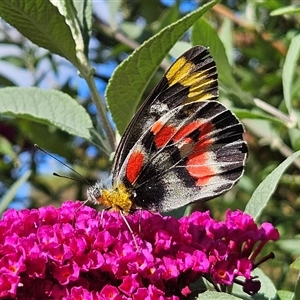 Delias harpalyce at Braidwood, NSW - 12 hrs ago