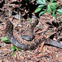 Morelia spilota mcdowelli (Eastern, Coastal or McDowell's Carpet python) at O'Reilly, QLD - 23 Feb 2025 by LyndalT