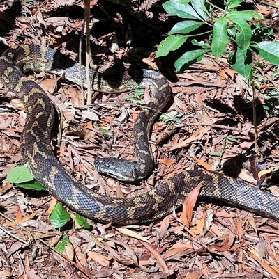 Morelia spilota mcdowelli (Eastern, Coastal or McDowell's Carpet python) at O'Reilly, QLD - 23 Feb 2025 by LyndalT