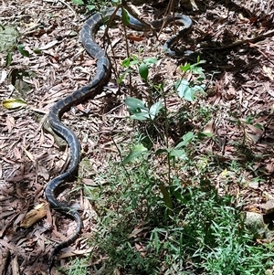 Morelia spilota mcdowelli at O'Reilly, QLD - 23 Feb 2025 10:30 AM