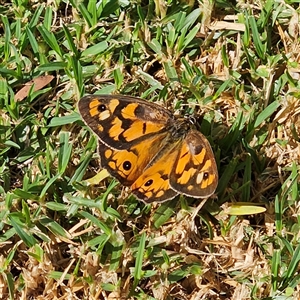 Heteronympha penelope at Braidwood, NSW - 13 hrs ago