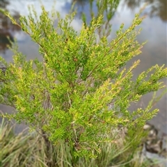 Unidentified Other Shrub by JusE