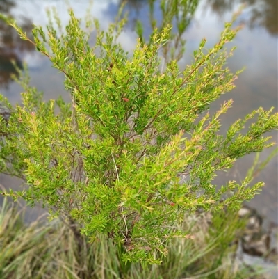 Unidentified Other Shrub by JusE