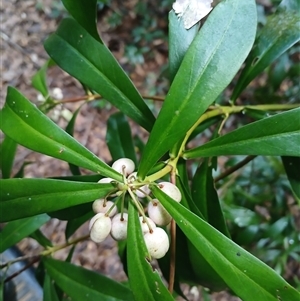 Tasmannia insipida at Tallowwood Ridge, NSW - suppressed