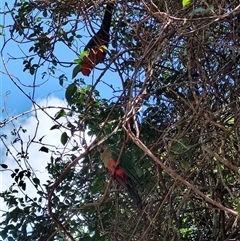 Alisterus scapularis (Australian King-Parrot) at O'Reilly, QLD - 23 Feb 2025 by LyndalT