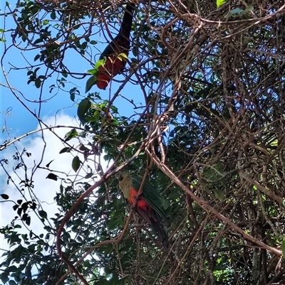 Alisterus scapularis (Australian King-Parrot) at O'Reilly, QLD - 23 Feb 2025 by LyndalT