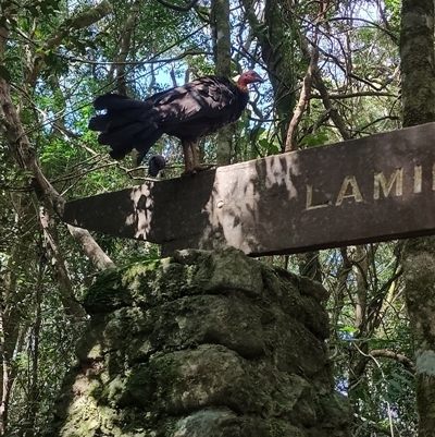 Alectura lathami (Australian Brush-turkey) at O'Reilly, QLD - 23 Feb 2025 by LyndalT