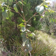 Unidentified Gum Tree by JusE