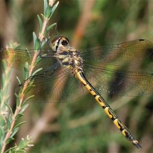 Hemicordulia australiae (Australian Emerald) at Downer, ACT - 26 Feb 2025 by RobertD