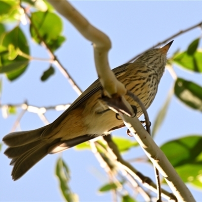 Pachycephala rufiventris (Rufous Whistler) at Strathnairn, ACT - 26 Feb 2025 by Thurstan