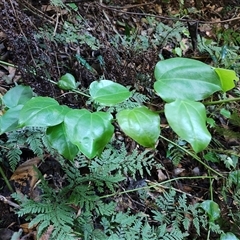 Stephania japonica at O'Reilly, QLD - 23 Feb 2025 by LyndalT