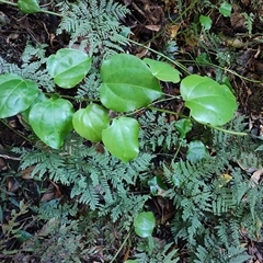 Unverified at suppressed - suppressed