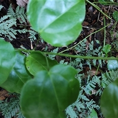 Unverified at suppressed - suppressed