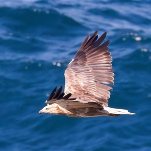 Haliaeetus leucogaster at Guerilla Bay, NSW - 22 Feb 2025 04:03 PM