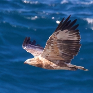 Haliaeetus leucogaster at Guerilla Bay, NSW - 22 Feb 2025 04:03 PM