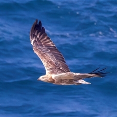 Haliaeetus leucogaster at Guerilla Bay, NSW - 22 Feb 2025 04:03 PM