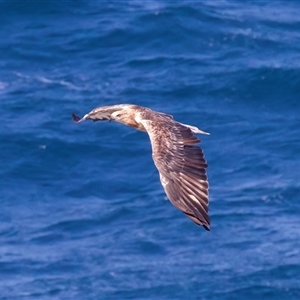 Haliaeetus leucogaster at Guerilla Bay, NSW - 22 Feb 2025 04:03 PM