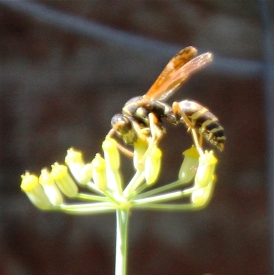 Polistes (Polistes) chinensis (Asian paper wasp) at Higgins, ACT - 26 Feb 2025 by Jennybach