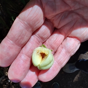 Acronychia oblongifolia at O'Reilly, QLD - 23 Feb 2025 by LyndalT