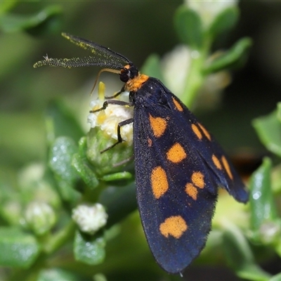 Asura compsodes (A Lichen moth (Arctiinae, Erebidae) at Yarralumla, ACT - 25 Feb 2025 by TimL