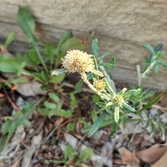 Euchiton sp. (A Cudweed) at Hawker, ACT - 23 Feb 2025 by sangio7