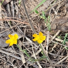 Hypericum gramineum (Small St Johns Wort) at Hawker, ACT - 23 Feb 2025 by sangio7