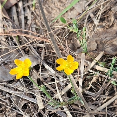 Hypericum gramineum (Small St Johns Wort) at Hawker, ACT - 23 Feb 2025 by sangio7