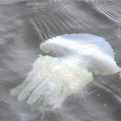 Unidentified Anemone, Jellyfish or Comb Jelly (Cnidaria, Ctenophora) at Lakes Entrance, VIC - 11 Feb 2025 by Jennybach