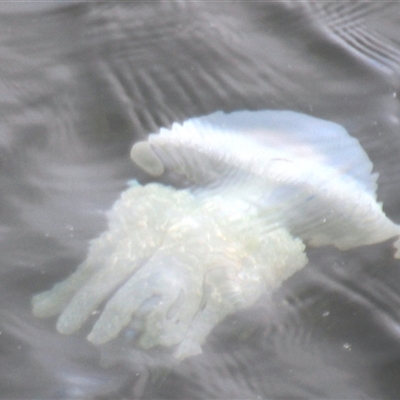 Unidentified Anemone, Jellyfish or Comb Jelly (Cnidaria, Ctenophora) at Lakes Entrance, VIC - 11 Feb 2025 by Jennybach