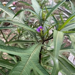 Solanum linearifolium (Kangaroo Apple) at Cook, ACT - 26 Feb 2025 by KMcCue