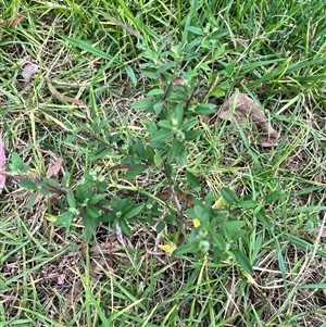 Sida rhombifolia at Brownlow Hill, NSW - 25 Feb 2025 09:23 AM