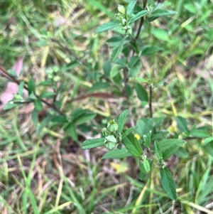 Sida rhombifolia at Brownlow Hill, NSW - 25 Feb 2025 09:23 AM