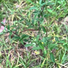 Sida rhombifolia at Brownlow Hill, NSW - 25 Feb 2025 09:23 AM