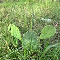 Opuntia stricta (Common Prickly Pear) at Brownlow Hill, NSW - Yesterday by caitlinharnett