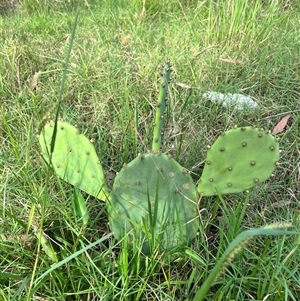 Opuntia stricta at Brownlow Hill, NSW - Yesterday 08:14 AM