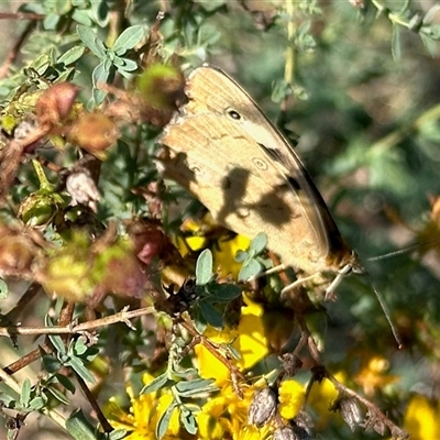 Heteronympha penelope (Shouldered Brown) at Aranda, ACT - 26 Feb 2025 by KMcCue