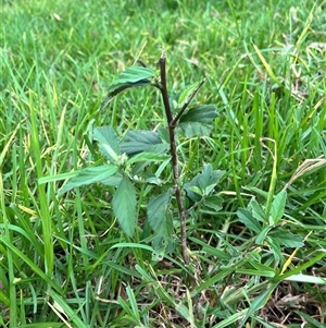 Sida rhombifolia (Paddy's Lucerne, Arrow-leaf Sida) at Brownlow Hill, NSW - 25 Feb 2025 by caitlinharnett