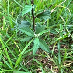 Sida rhombifolia at Brownlow Hill, NSW - 25 Feb 2025 09:22 AM