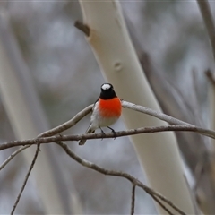 Petroica boodang (Scarlet Robin) at Yarralumla, ACT - 7 Jul 2024 by TimL