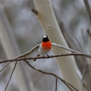 Petroica boodang (Scarlet Robin) at Yarralumla, ACT - 7 Jul 2024 by TimL