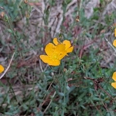 Hypericum gramineum (Small St Johns Wort) at Watson, ACT - 26 Feb 2025 by sbittinger