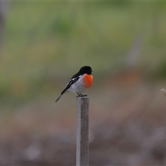 Petroica boodang (Scarlet Robin) at Yarralumla, ACT - 7 Jul 2024 by TimL